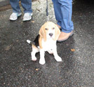 Beagle Enno vom Deistertal in Norderstedt bei Hamburg